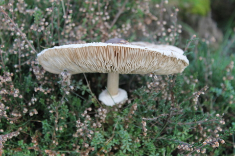 mushroom