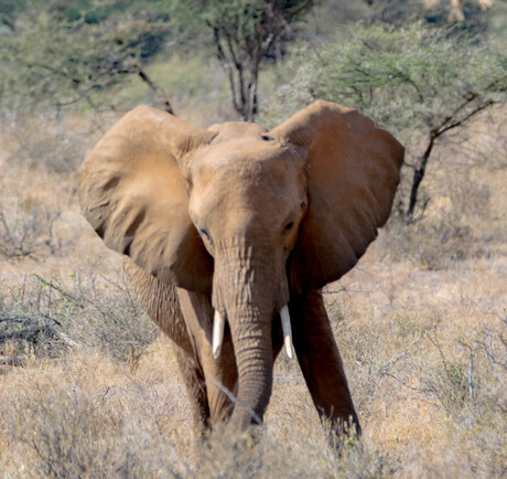 16-07-2016 - Olifant - Samburu National Reserve