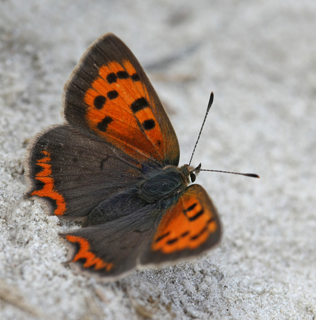 vurig vlindertje