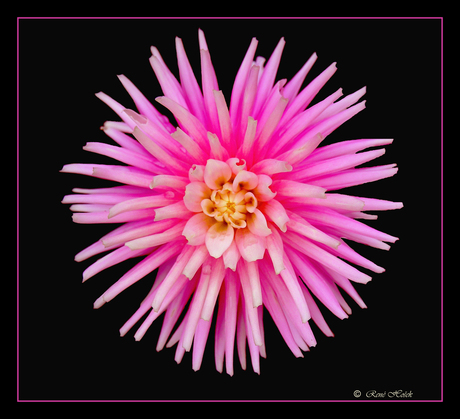 Dahlia