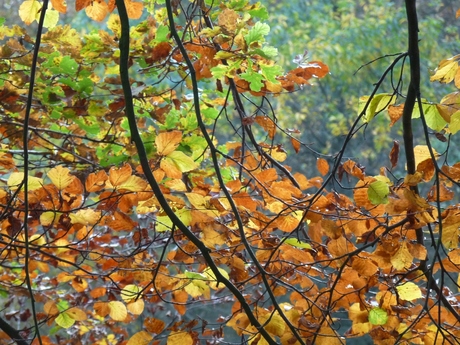 Drente in de herfst