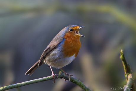 Zingende Roodborst