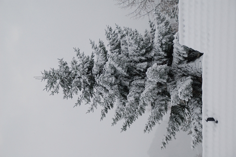 Echte kerstboom