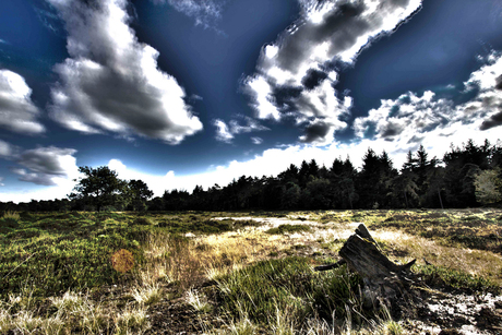 Drents-Friese Wold: De Hoekbrink