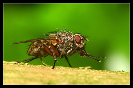 The Fly #2