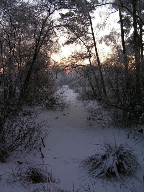 Winter in de klotterpeel