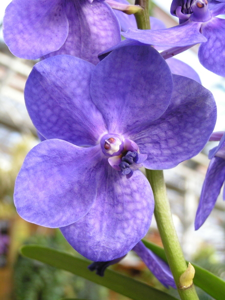 Vanda-Orchidee