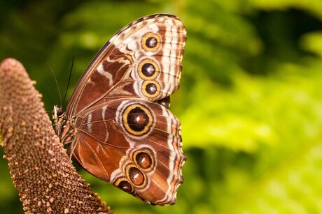 Morpho peleides
