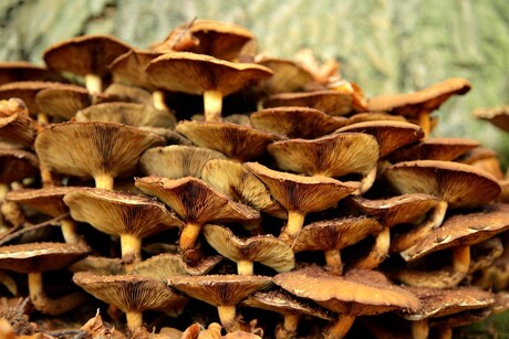 paddestoelen in de Dorschkamp