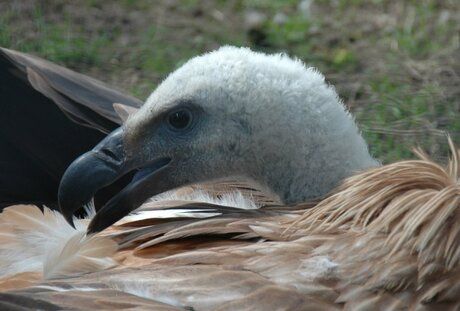 Jonge roofvogel