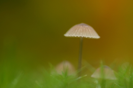 paddenstoel in het mos