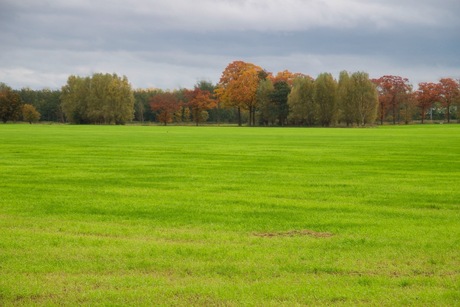 Weide in de herfst