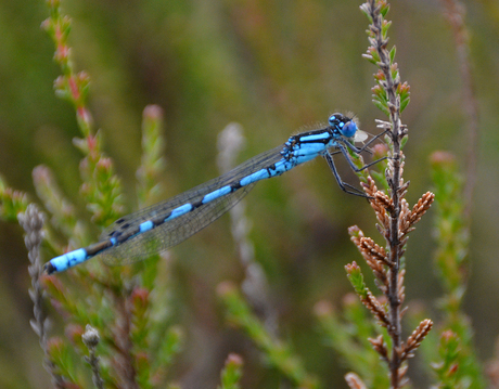 Libelle