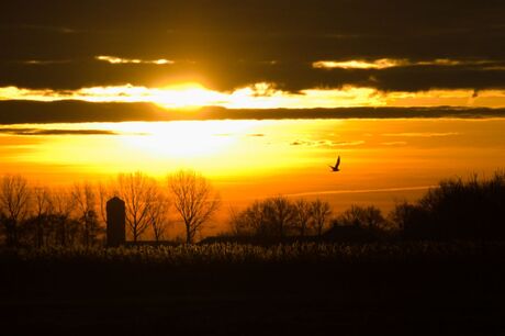 sunrise with bird (ZM)