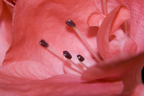 Inside of Azalea