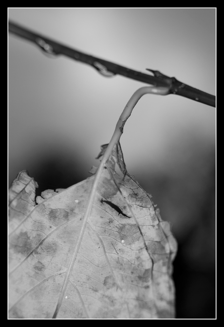 Herfst in zwart-wit