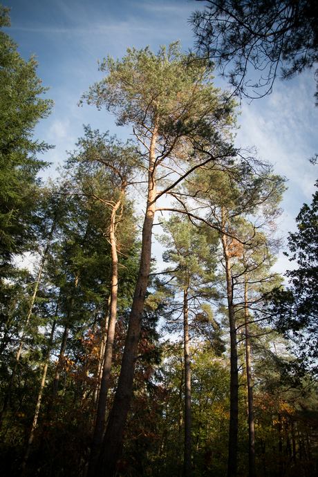 28-10-18 Herfst (22 van 24)