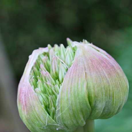 allium