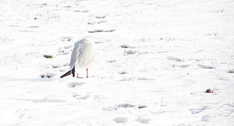 NEE....WIL NIET OP DE FOTO.....