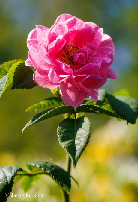 Roze roos