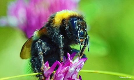 "Buzz buzz..."