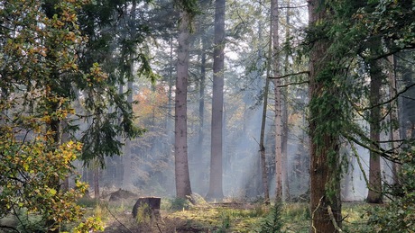 Tussen de bomen van Veluwezoom