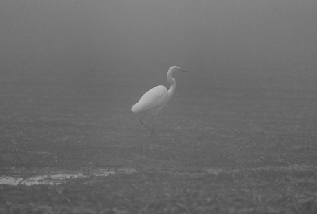 reiger in de mist