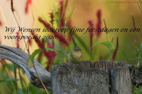Fitis      ( Fijne feestdagen  en een goed 2026 )