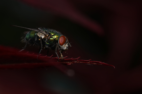 Closeup bugs