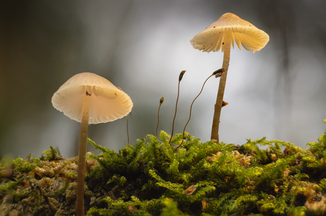 mycena