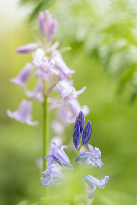 Pink and bluebells