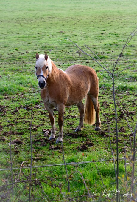 Haflinger Paard