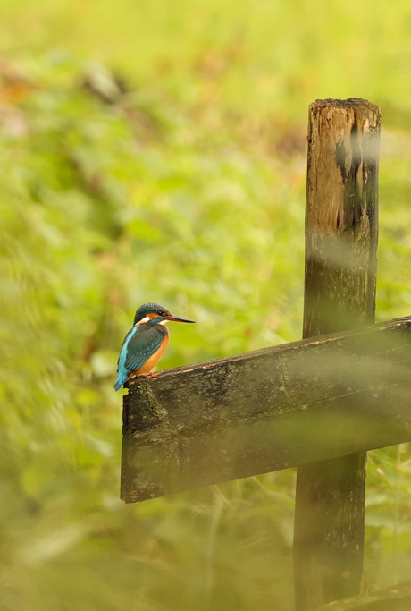 Ijsvogel 