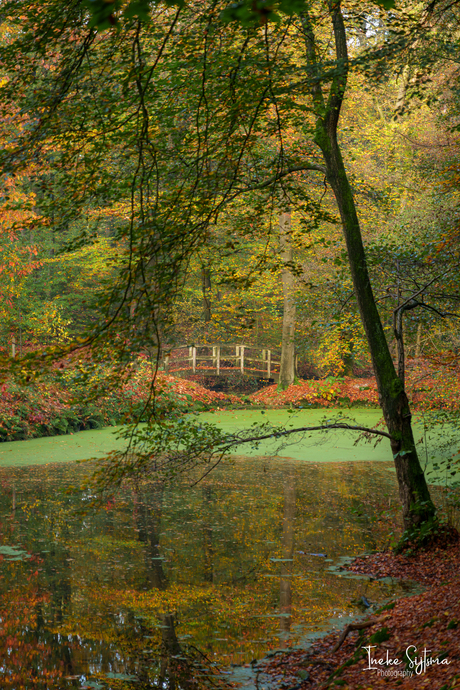 Houten bruggetje in het bos