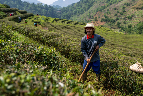 Werken op de thee plantage 