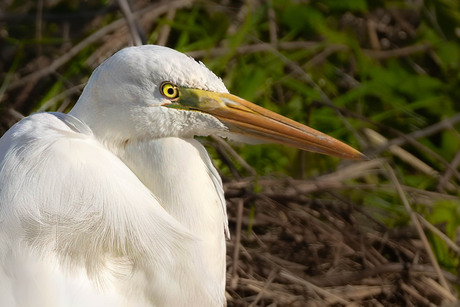 Grote Zilverreiger