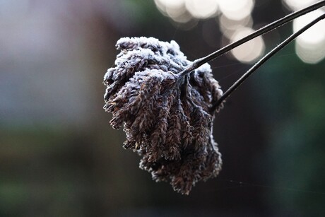 Wintertrots