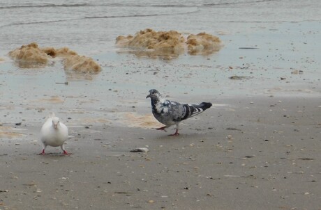 Oh, lieve, pas op je zakt weg....stadsduif en "vrouw" op het strand