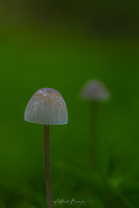 Succession of Shrooms: Two in a Row