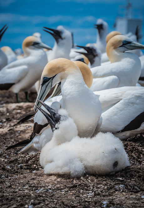 Cape Kidnappers