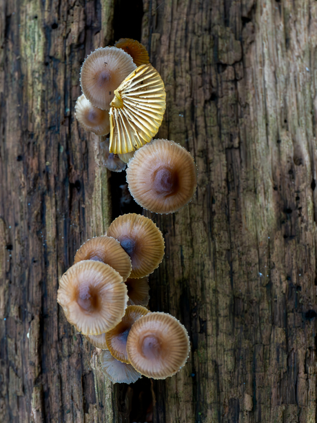 Mycena inclinata