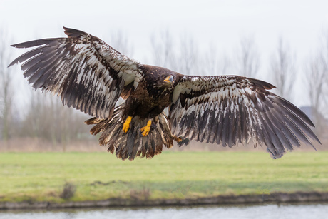 in de vlucht