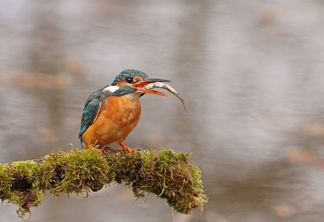 ijsvogel