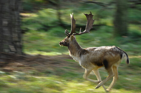 Rennend hert