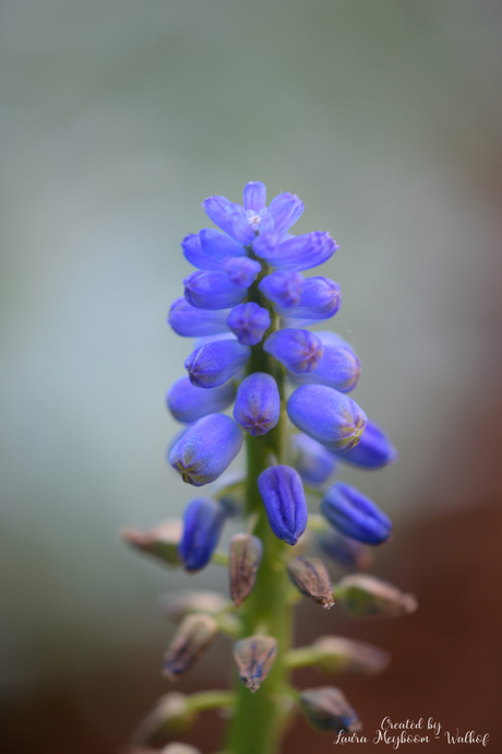 Blauwe Druif