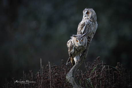Wat een indringende blik!