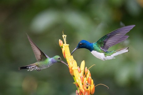 Blauwborstamazilia & Witnekkolibrie