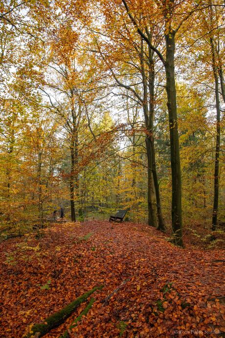 Herfstkleuren in het Waterloopbos