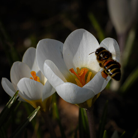 Genieten van de 🐝-en in de 🌞 