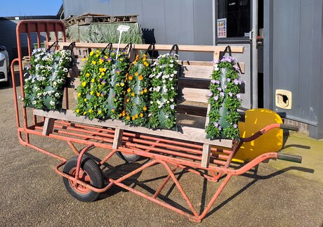 20260304 144125   Lentegevoel Westland  Hangers bij kweker   4 mrt 2026  